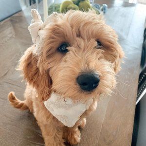 Sestra Collective | Tan Bow